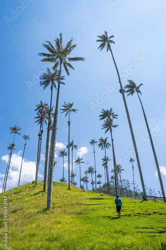 les palmiers géants de la vallée de Cocora, Quindío, Colombie