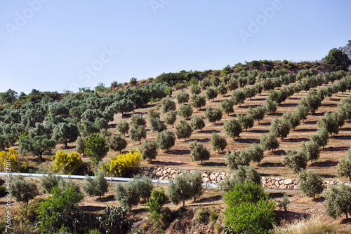 Rows of olive trees on plantation on sunny hills