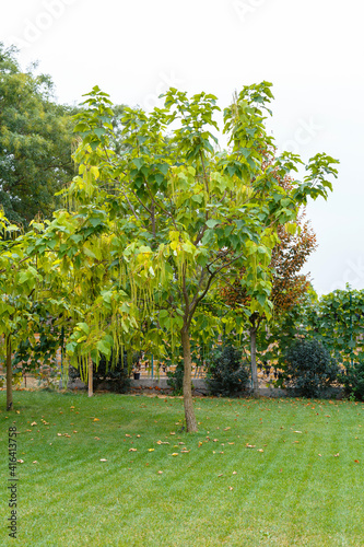 Catalpa tree plant in nature on green grass. Landscaping tree Catalpa in backyard on lawn in summer day outside