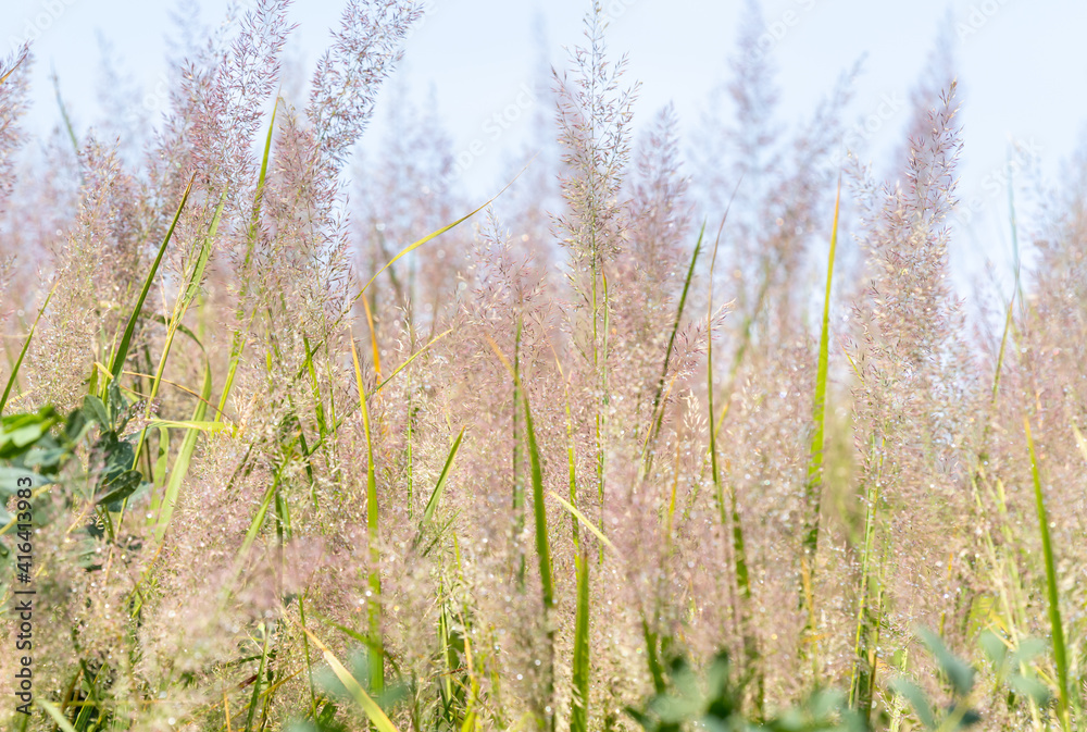 Fototapeta premium Many tall plumes of ornamental grass sparkle with dew in the sunshine. 