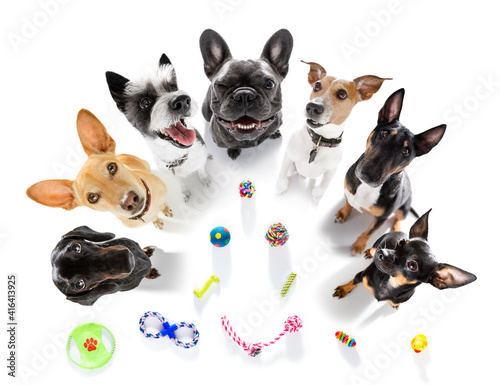group of dogs playing with toys