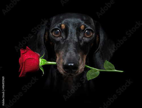Canvas Print valentines dog with rose in mouth