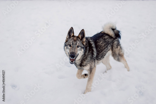 playful gray dog siberian husky running in the snow © velimir