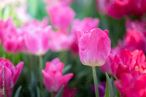 Beautiful bouquet of tulips. colorful tulips. nature background