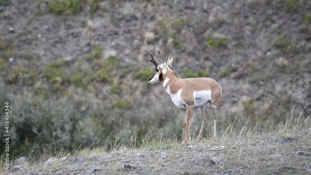 pronghorn antelope stands on a hillside in the lamar valley of yellowstone pronghorn antelope stands on a hillside in the lamar valley of yellowstone