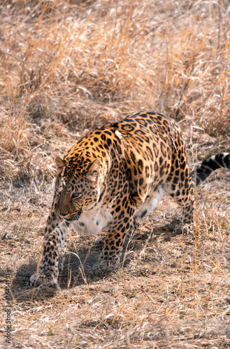 leopard walking