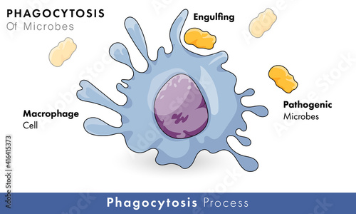 Molecular Mechanism of Phagocytosis by Macrophage Cell engulfing Microbe through Endocytosis vector graphic illustration