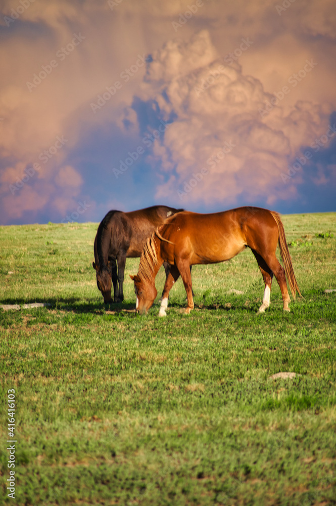 horse in the field horse in the field