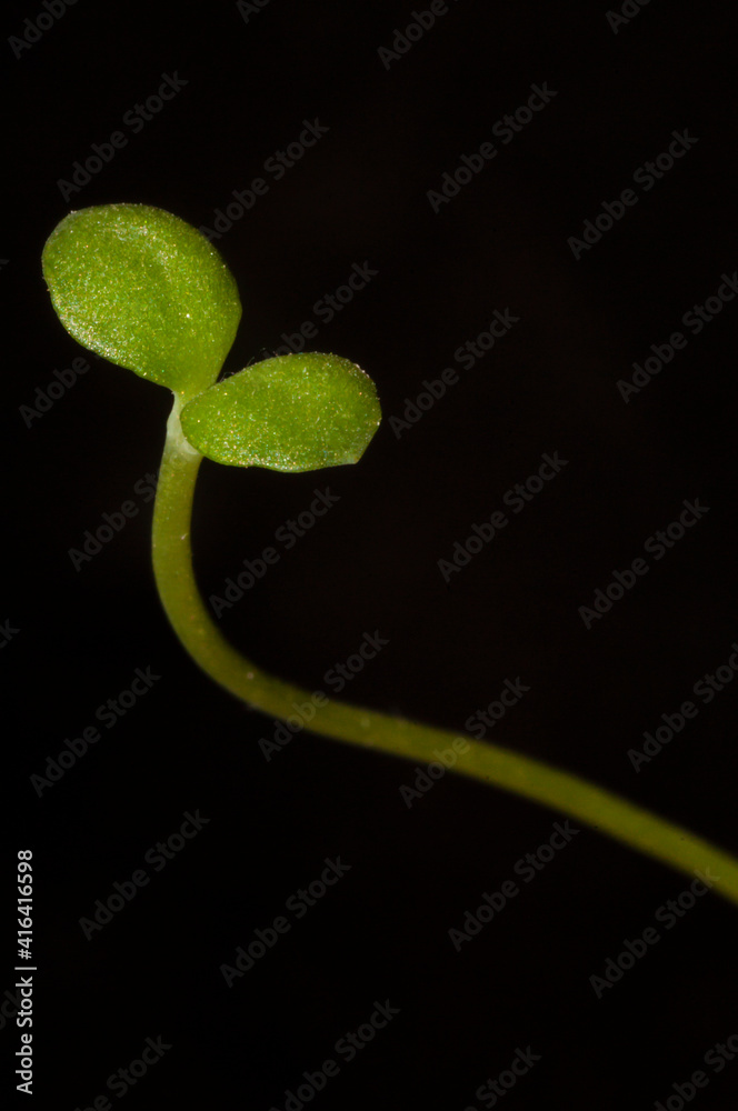 Pequeña planta brotando con dos hojas y tallo delgado aislada sobre fondo negro. Pequeña planta brotando con dos hojas y tallo delgado aislada sobre fondo negro.