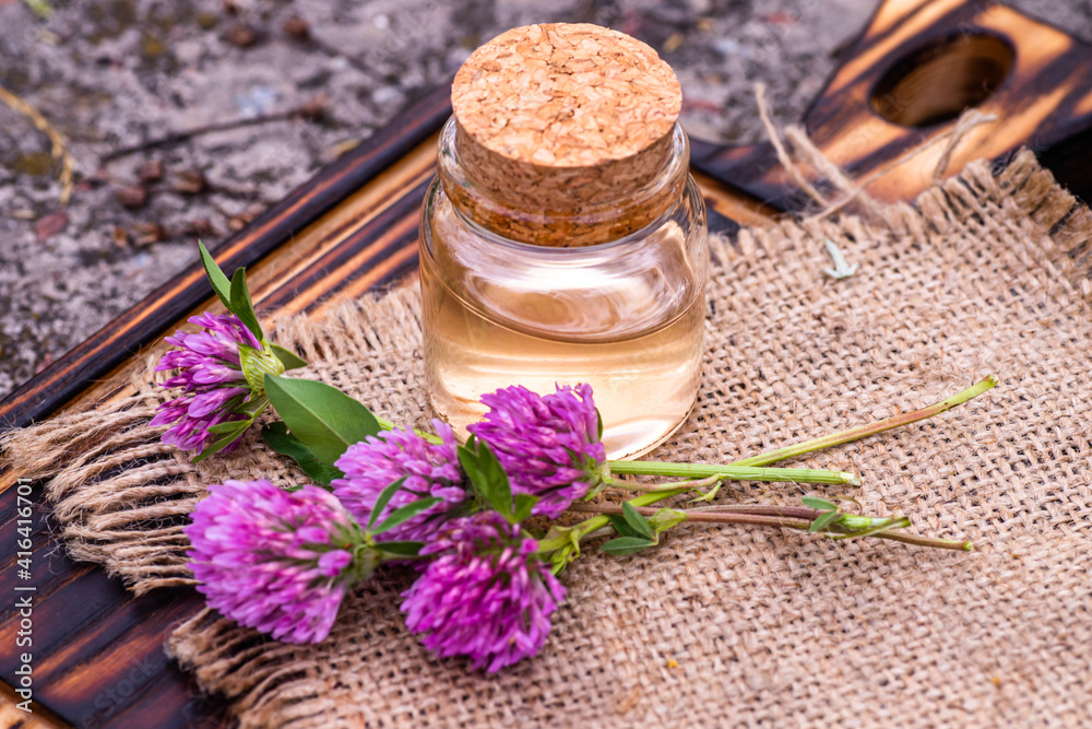 Trifolium pratense, red clover. Collect valuable flowers from moment of flowering, and start drying. Decoction of clover and infusion in clear bottle with cork. alternative medicine. Herbal concept Trifolium pratense, red clover. Collect valuable flowers from moment of flowering, and start drying. Decoction of clover and infusion in clear bottle with cork. alternative medicine. Herbal concept