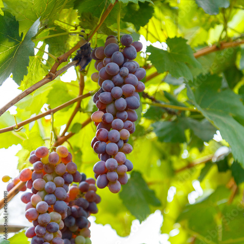 Wallpaper Mural Red Grape growing on wine in vineyard. Ripe Grape fruit harvest in nature for food and vine in autumn. square Torontodigital.ca
