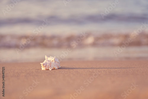 Seashell on the sandy shore of the sea with blurred waves in the background.