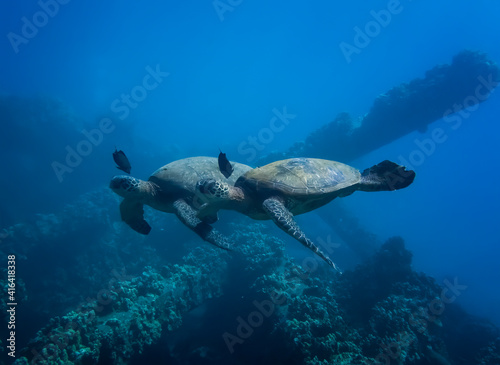 Pair of Hawaiian Green Sea Turtles with Pair of Cleaner Fish Swim in Tandem over Reef