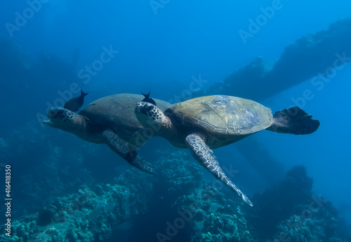Two Sea Turtles Swim in Tandem Over Reef with Matching Fish Partners © Erin