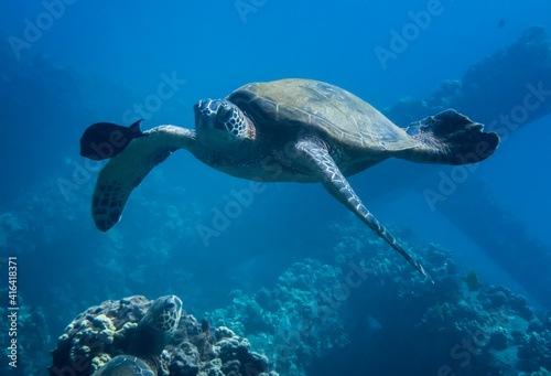 Sea Turtle Swims Towards Camera Close Up over Reef
