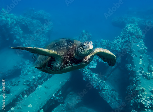 Hawaiian Green Sea Turtle Swims Towards Camera Close Up Over Reef