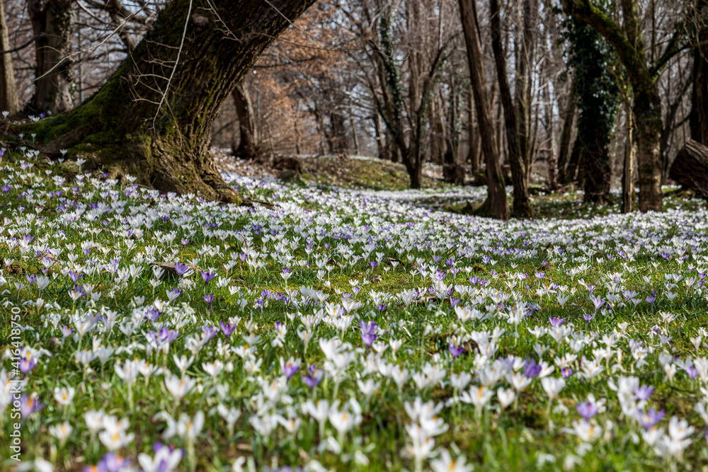 the beginning of spring, a sunny day, the first spring flowers, a meadow dotted with crocuses