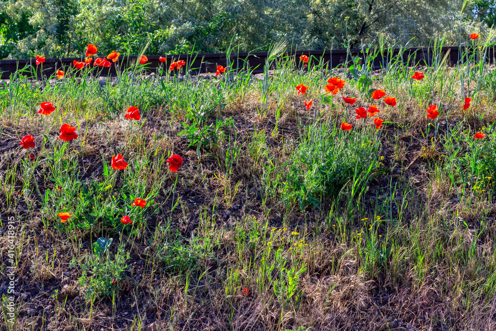 Poppies on the hill . Uncultivated red flowers