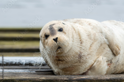 A large bearded adult seal lying on a wooden slipway near the ocean. The bearded seal has a light grey coloured wet fur coat with long white curly whiskers. It has a heart shaped nose.