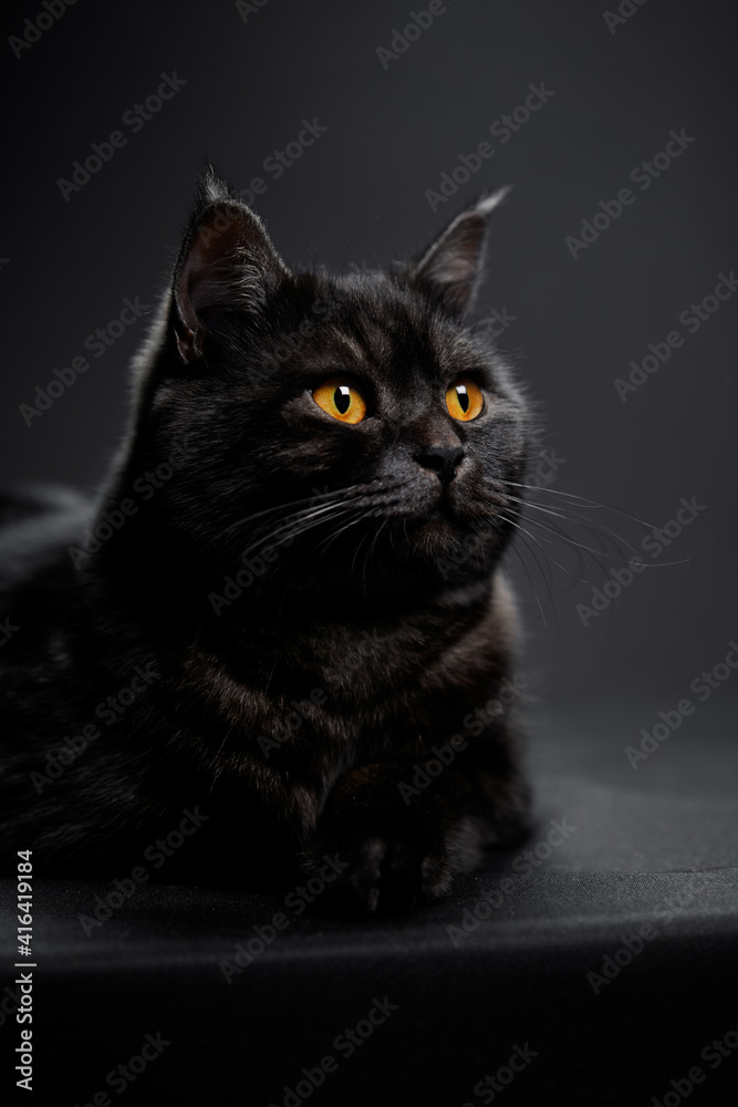 Adorable scottish black tabby cat on black background. Adorable scottish black tabby cat on black background.