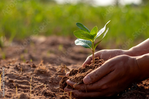 Trees and human hands planting trees in the soil concept of reforestation and environmental protection.
