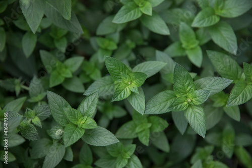 Fresh and organic cooking ingredients. closeup view of Mentha piperita  also known as mint plant  dark green leaves foliage  growing in the kitchen garden.