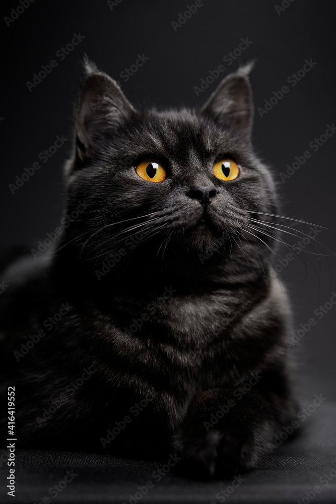 Fototapeta premium Adorable scottish black tabby cat on black background.
