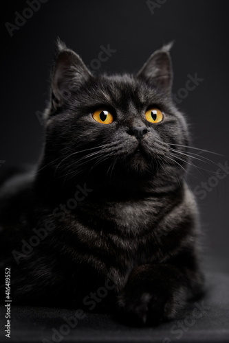 Adorable scottish black tabby cat on black background.