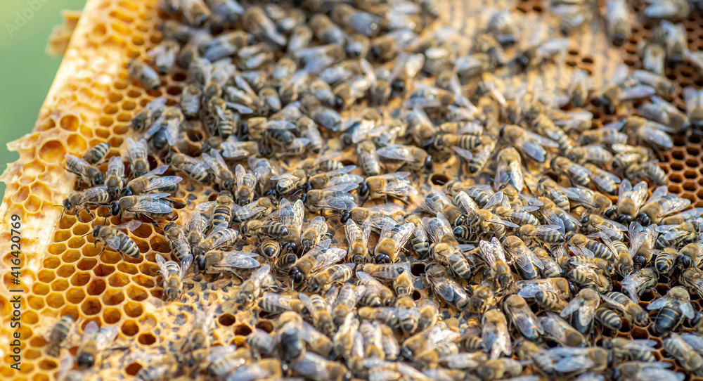 Drones on a wax frame surrounded by bee colonies. Beekeeping. Growing drones to select sperm. Artificial insemination of the queen bee with sperm of donor's drone. Drones on a wax frame surrounded by bee colonies. Beekeeping. Growing drones to select sperm. Artificial insemination of the queen bee with sperm of donor's drone.