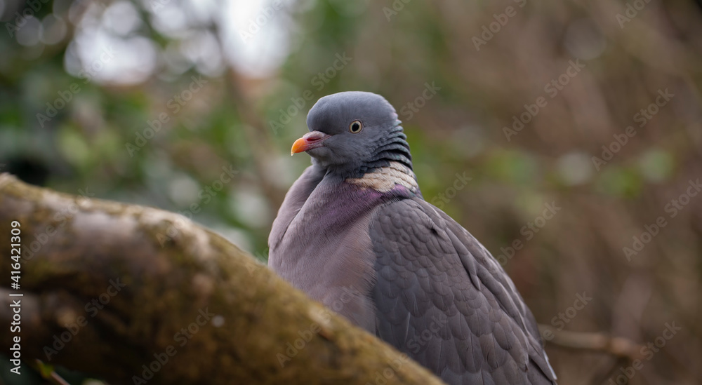 Close up portrait of a Wood Pigeon (Columba palumbus) Close up portrait of a Wood Pigeon (Columba palumbus)