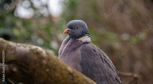 Close up portrait of a Wood Pigeon (Columba palumbus)