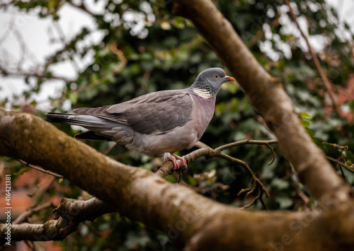 Wood Pigeon (Columba palumbus) roosting in a  Laburnum tree in an English garden. © Joe