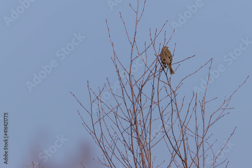 Dziki ptak skowronek polny siedzący na gałęzi.