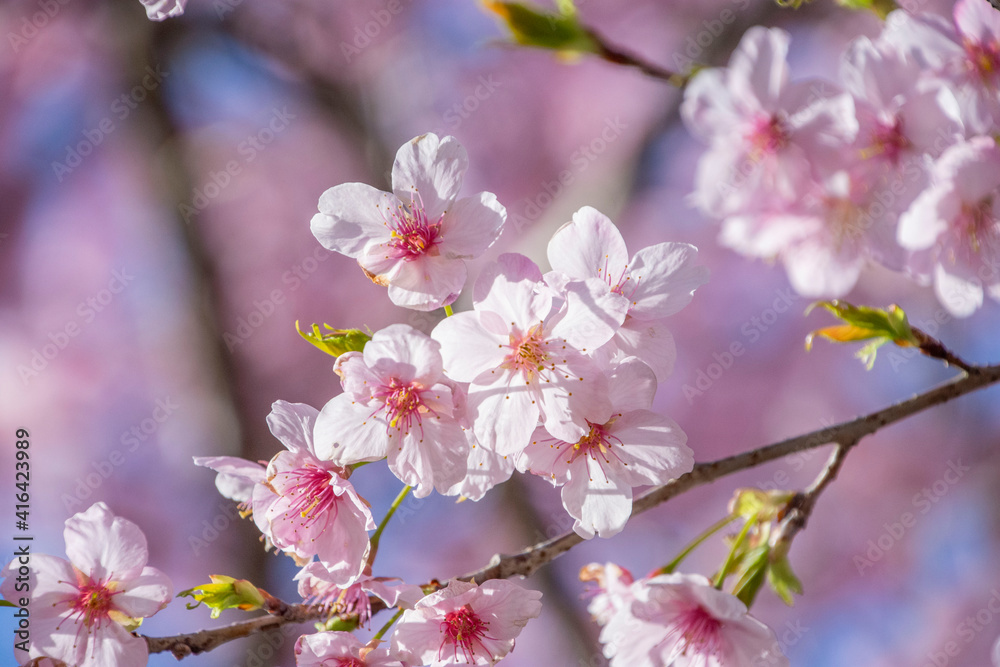 桜満開　鹿児島県　出水市