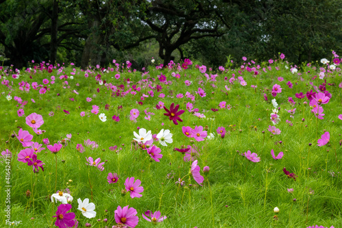 A field of Spring Wild Flowers with an oak tree in the background