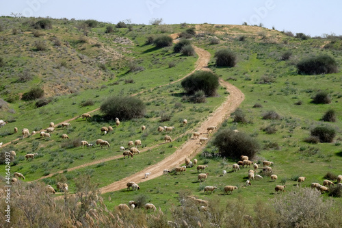 Flock of sheep grazing in the hills photo