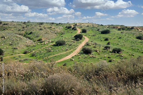 Flock of sheep grazing in the hills photo