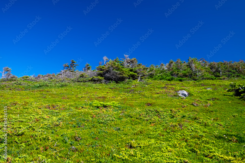 An upward view of a bright blue sky. There's a rocky hill covered in green shrubs, moss and lichen coverings. The mountain ridge is rough terrain with green ground coverings. Trees are at the top.