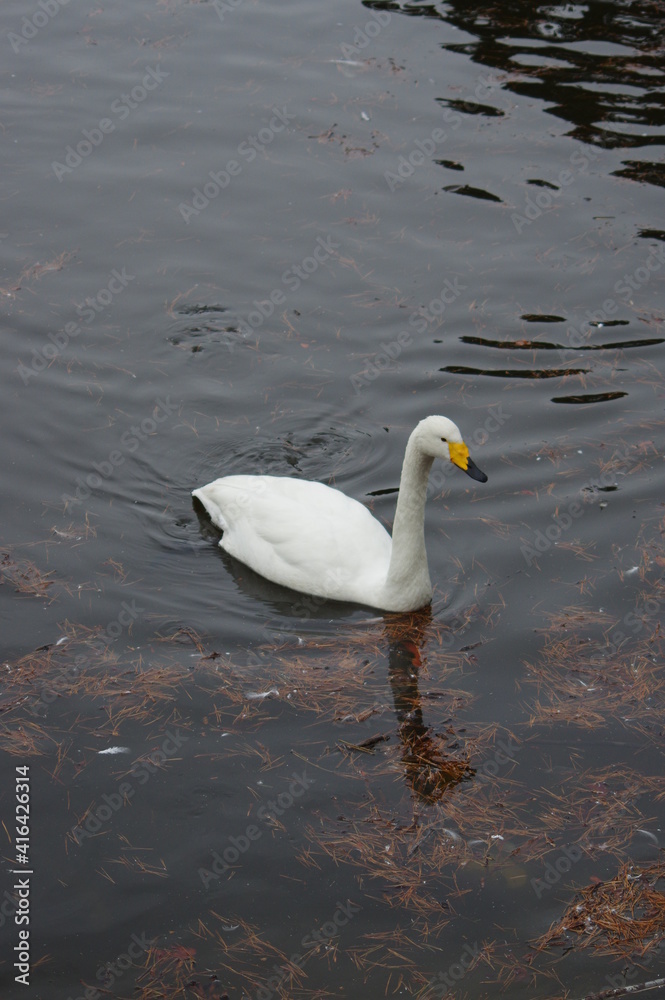 Obraz premium 厳しい寒さを避けて越冬で飛来地へと渡ってきた、美しい白い羽毛のオオハクチョウ