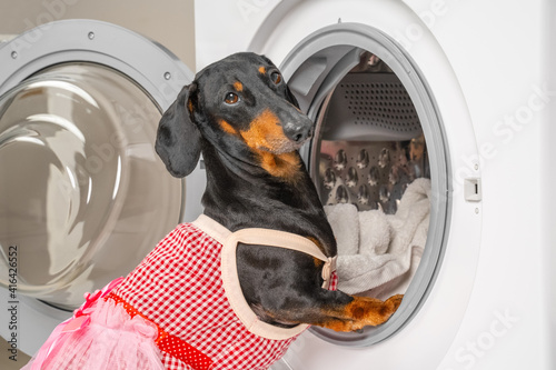 Funny dachshund dog in maid uniform with apron does housework and puts dirty laundry in drum of washing machine to clean. Daily chores of housewife. photo