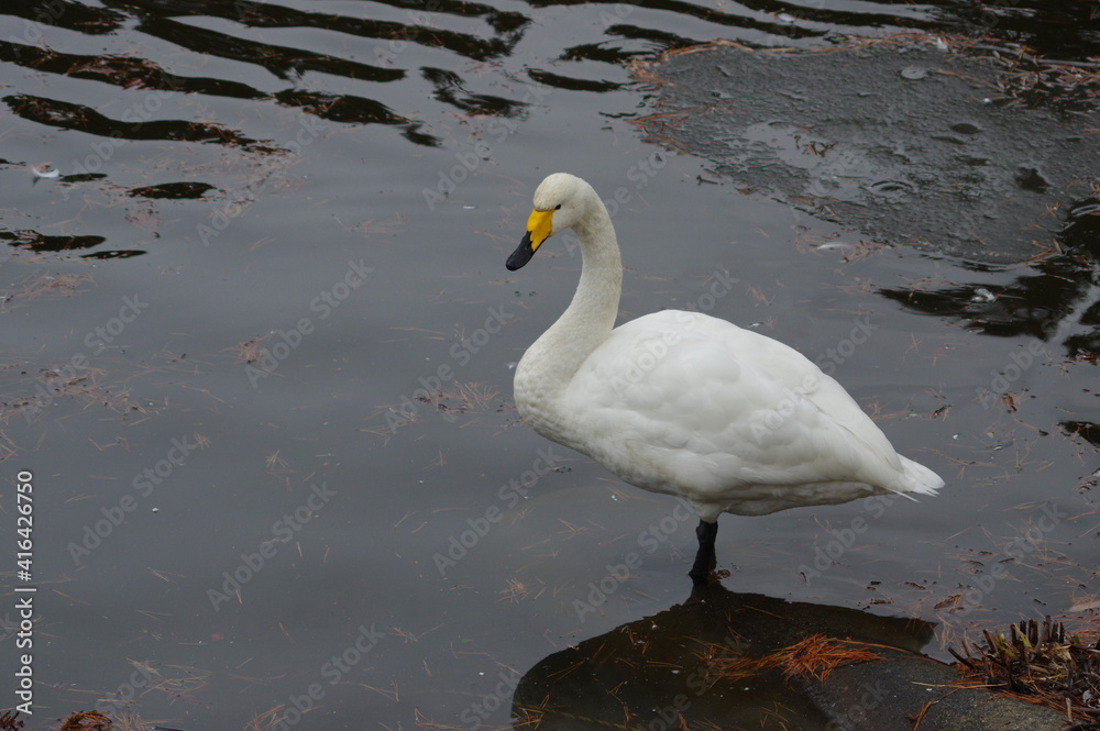 Obraz premium 厳しい寒さを避けて越冬で飛来地へと渡ってきた、美しい白い羽毛のオオハクチョウ