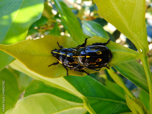 inseto besouro - rutela lineola photo