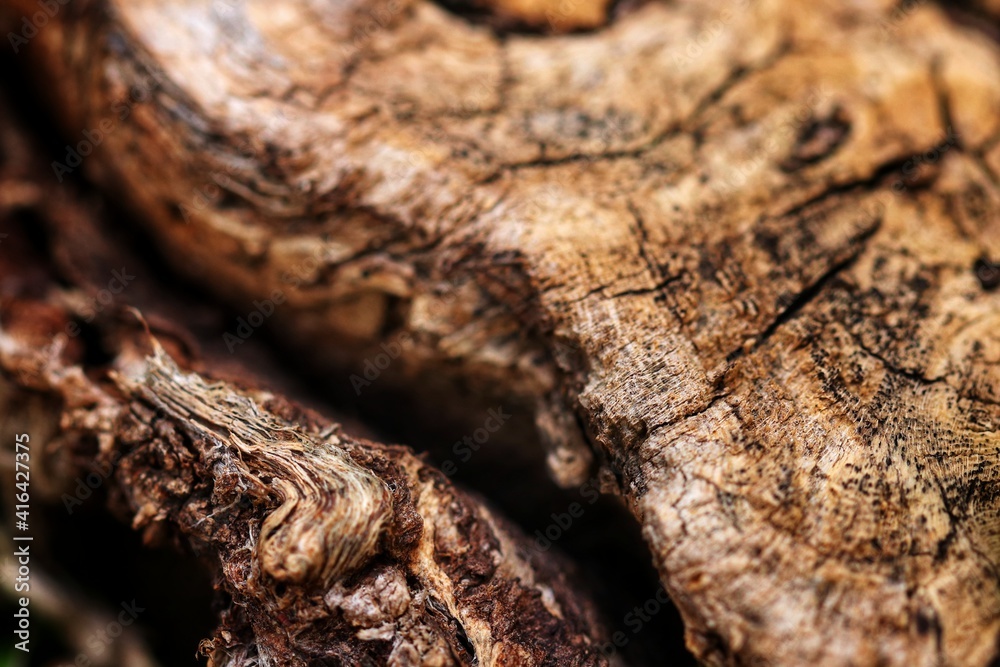 close up of a tree bark