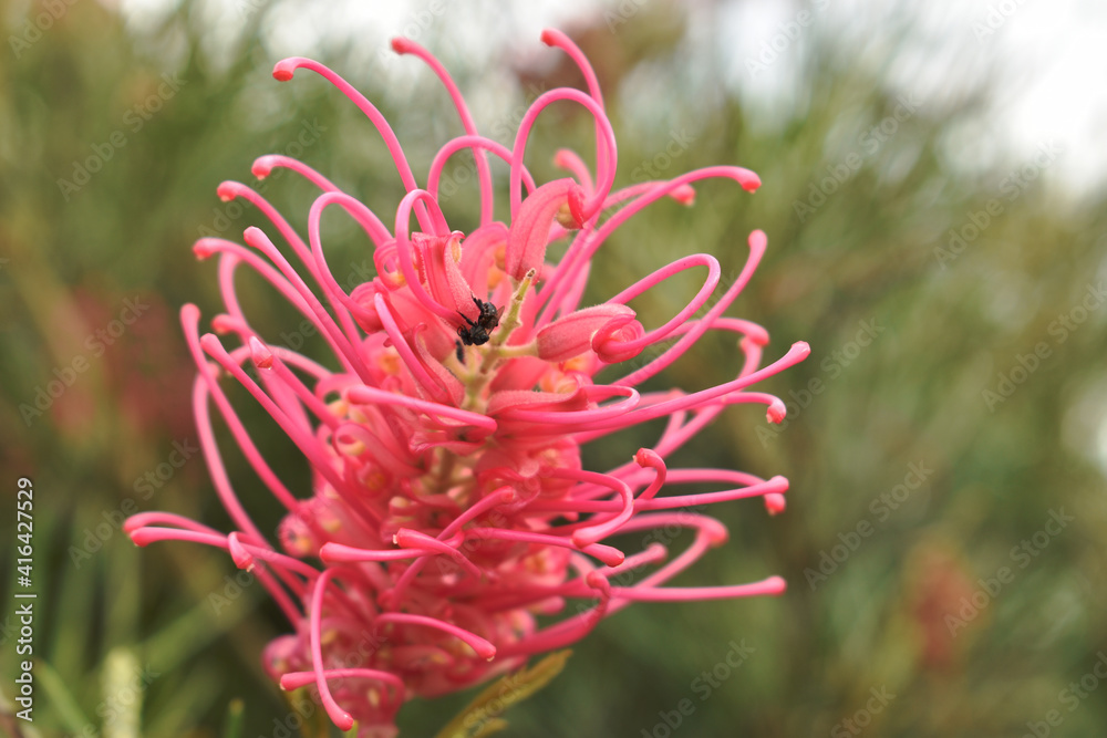 a tiny black native stingless bee collects nectar and pollen from a Grevillea flower a tiny black native stingless bee collects nectar and pollen from a Grevillea flower