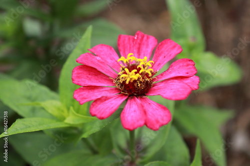 pink flower