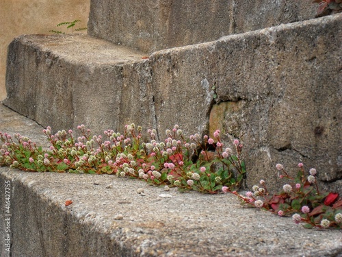 flowers on the wall