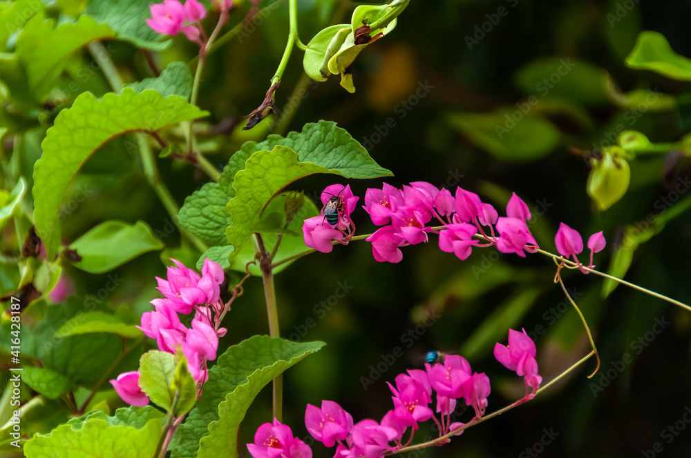 A cute blue banded bee (Amegilla cingulata) feeding on a bougainvillea flower. Taketomi Island.