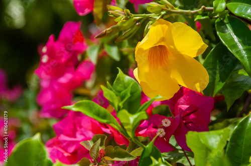 Some yellow alamanda flowers growing on the coral stone wall and pink bougainvilleas composing the blurred background. Taketomi Island. © Renata Barbarino