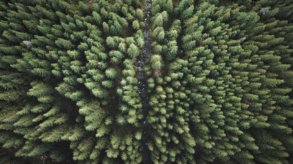 Fototapete Grau 2 Steinfluss bei Kiefern von oben nach unten Antenne. Niemand Naturlandschaft am Herbsttag. Hoher grüner Tannenwald auf Bergkämmen. Filmische Erholungsreise in die Karpaten, Ukraine, Europa  © Goinyk