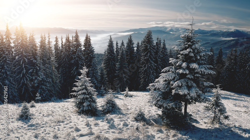 Sun over pine trees at snow mountain closeup aerial. Nobody nature landscape. Spruce forest at hoarfrost. White snowy mount ranges. Winter vacation. Picturesque Carpathians, Bukovel, Ukraine, Europe